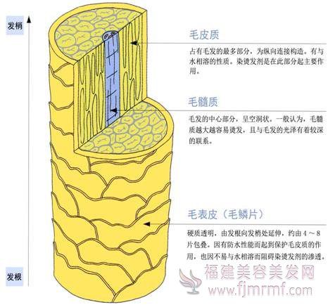 毛(máo)发(fā)的三层构造 毛发(fā)的(de)三层构造(zào)