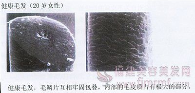健康毛发的毛鳞(lín)片-毛发构造 健(jiàn)康毛(máo)发(fā)的毛鳞片-毛(máo)发构造