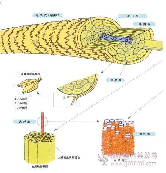 毛发的(de)细微构造 毛发的细微构造