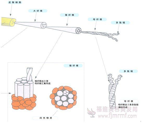 毛发内部的(de)”超微观“世界 毛发内(nèi)部(bù)的”超微观“世界