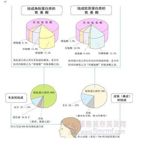 角肮蛋白(bái)质和胶原蛋白质(zhì) 角肮蛋白质和胶原蛋白(bái)质