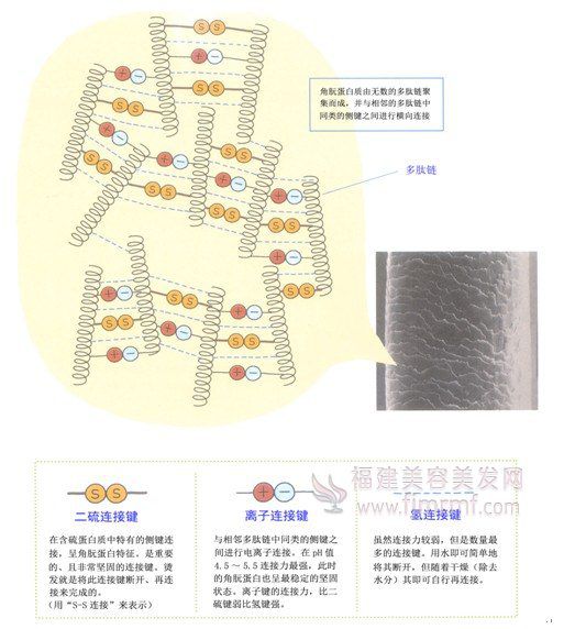 毛(máo)发内部的连接键-美发知识(shí) 毛发内部的连接键-美发(fā)知识