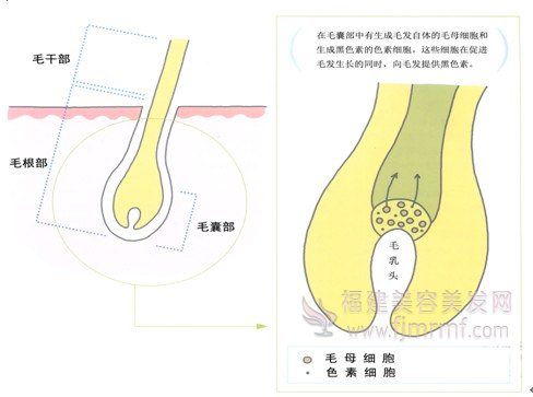 色素细(xì)胞-头发的颜色与黑(hēi)色素的(de)关系(xì) 色素(sù)细胞-头发的颜色与黑色(sè)素的关系(xì)