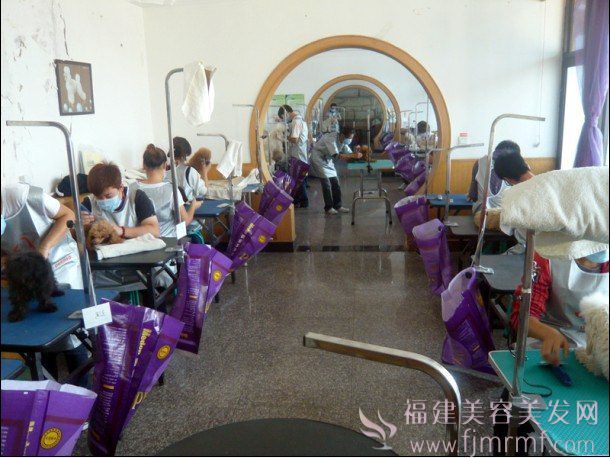 宠物美容学(xué)校实操课 宠物美容学校实操课