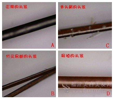 养(yǎng)发秘(mì)籍-四种(zhǒng)头(tóu)发类(lèi)型 养发秘籍-四(sì)种头发(fā)类(lèi)型